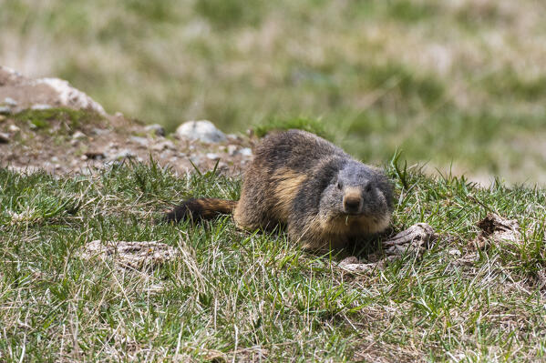 Alpine marmots (Marmota marmota), Valsavarenche, Gran Paradiso National Park, Aosta Valley, Italy.