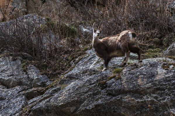 Alpine Chamois (Rupicapra rupicapra), Valsavarenche, Gran Paradiso National Park, Aosta Valley, Italy.