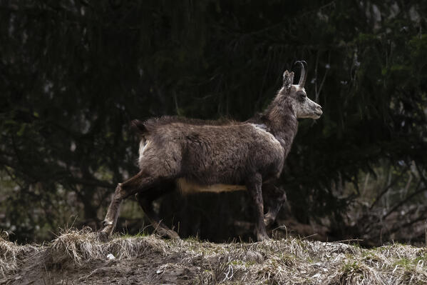 Alpine Chamois (Rupicapra rupicapra), Valsavarenche, Gran Paradiso National Park, Aosta Valley, Italy.
