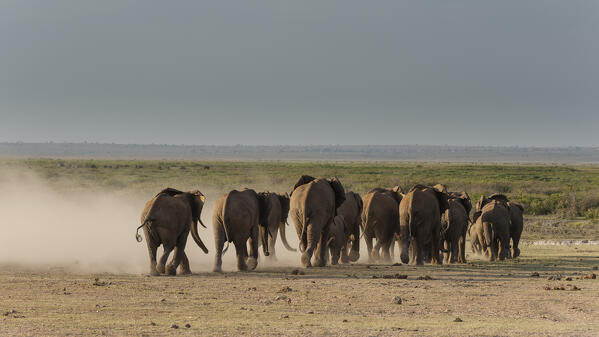 African elephants (Loxodonta africana), Amboseli National Park, Kenya.
