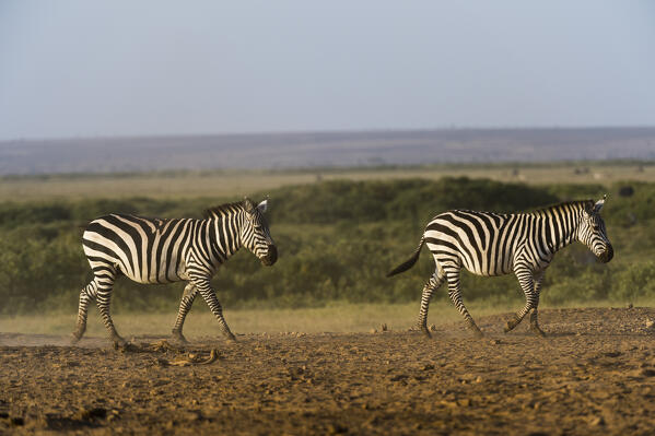 Common zebras (Equus quagga), Amboseli National Park, Kenya.
