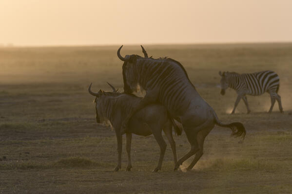 Wildebeest (Connochaetes taurinus), Amboseli National Park, Kenya.
