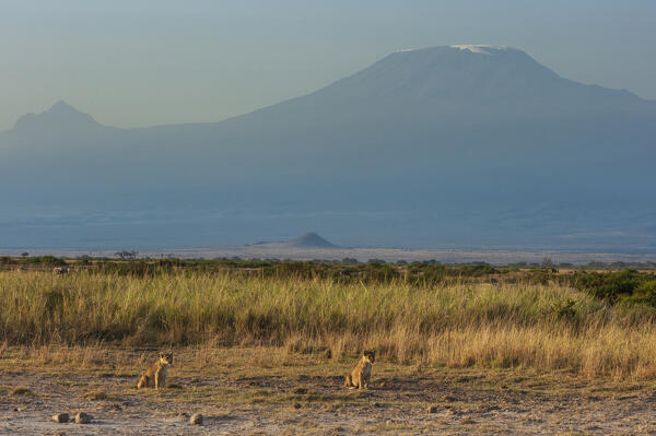 Lion (Panthera leo), Amboseli National Park, Kenya.