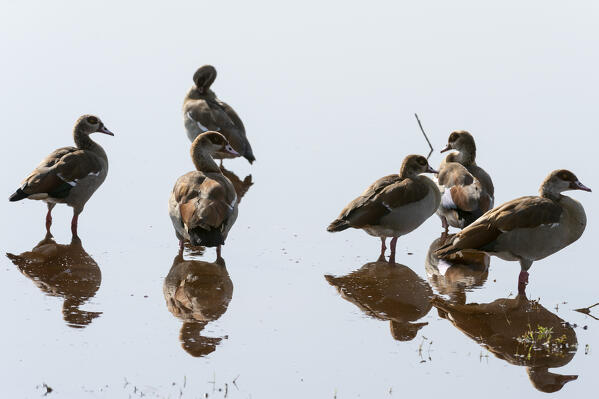 Egyptian goose (Alopochen aegyptiaca),  Amboseli National Park, Kenya.