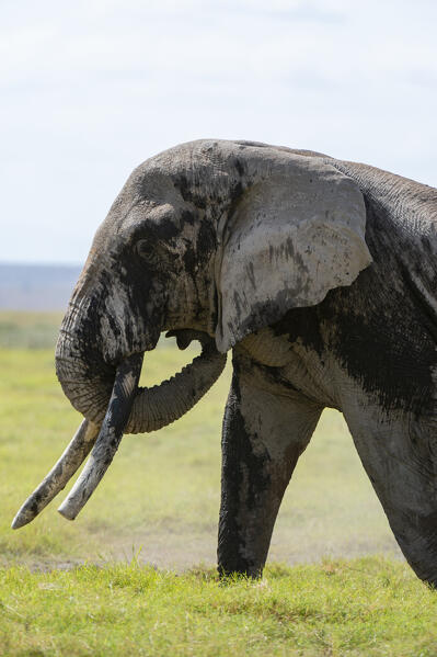 African elephant (Loxodonta africana), Amboseli National Park, Kenya.
