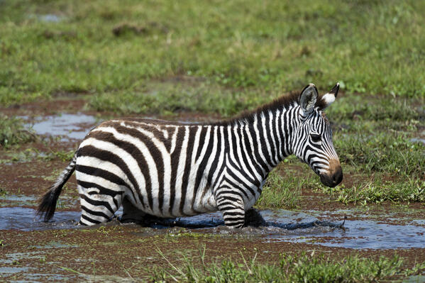 Common zebra (Equus quagga), Amboseli National Park, Kenya.