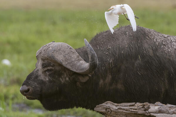 Cape buffalo (Syncerus caffer), Amboseli National Park, Kenya.