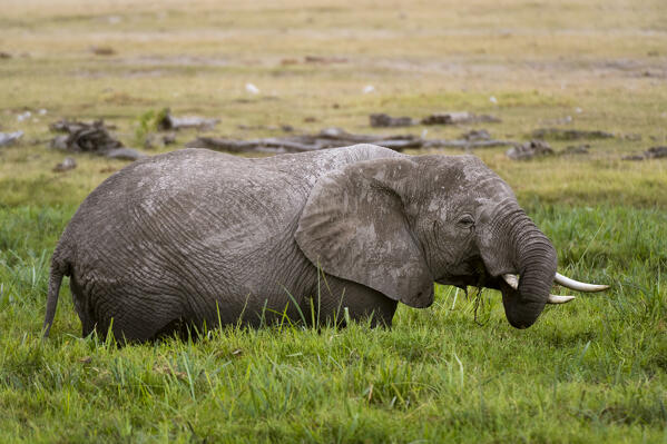 African elephant (Loxodonta africana), Amboseli National Park, Kenya.