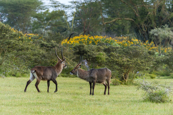 Waterbuck (Kobus ellipsiprymnus), Lake Naivasha, Kenya.