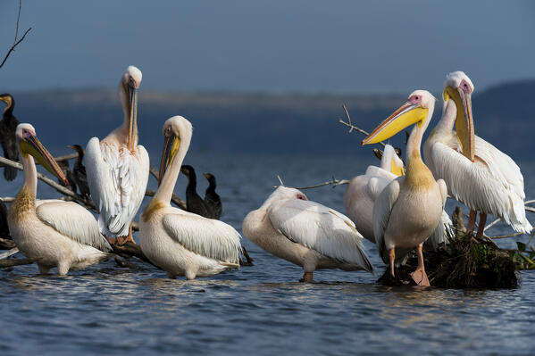 Great white pelican (Pelecanus onocrotalus), Lake Naivasha, Kenya.