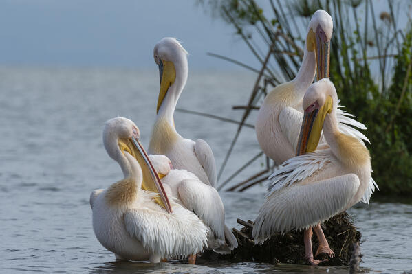 Great white pelican (Pelecanus onocrotalus), Lake Naivasha, Kenya.