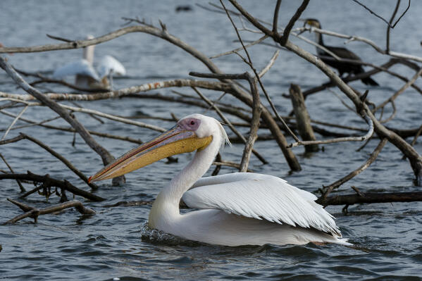 Great white pelican (Pelecanus onocrotalus), Lake Naivasha, Kenya.