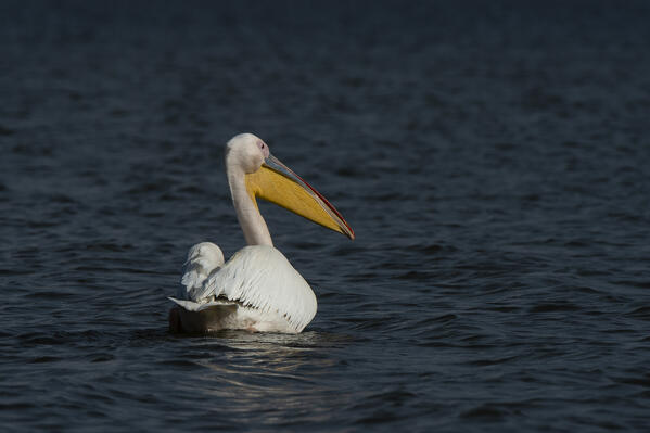 Great white pelican (Pelecanus onocrotalus), Lake Naivasha, Kenya.