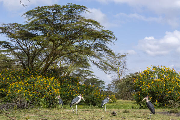 Marabou stork (Leptoptilos crumeniferus),  Lake Naivasha, Kenya.