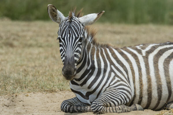 Plains zebra (Equus quagga), Lake Nakuru National Park, Kenya.