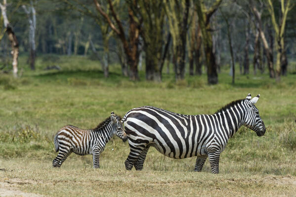 Plains zebra (Equus quagga), Lake Nakuru National Park, Kenya.