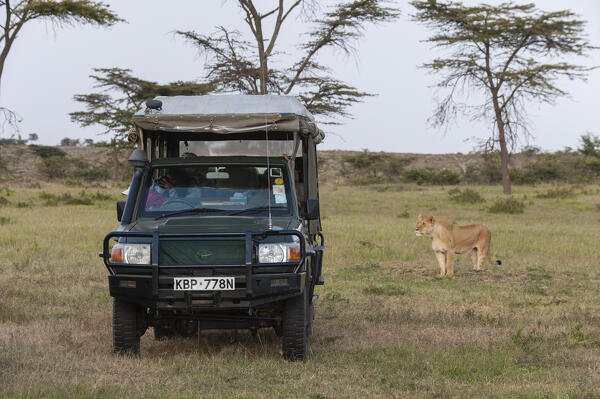 A lioness looking at a safari vehicle, Masai Mara, Kenya.