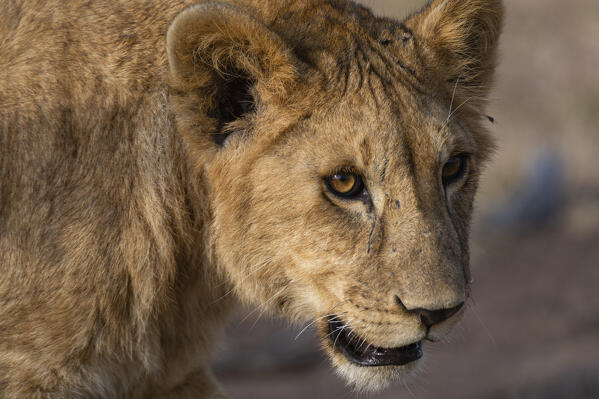 Lion, Panthera leo, Masai Mara, Kenya.