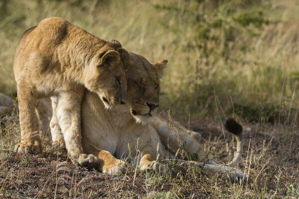 Lion, Panthera leo, Masai Mara, Kenya.