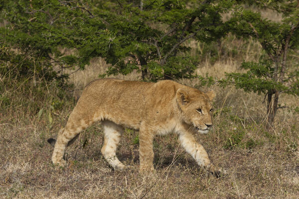 Lion, Panthera leo, Masai Mara, Kenya.