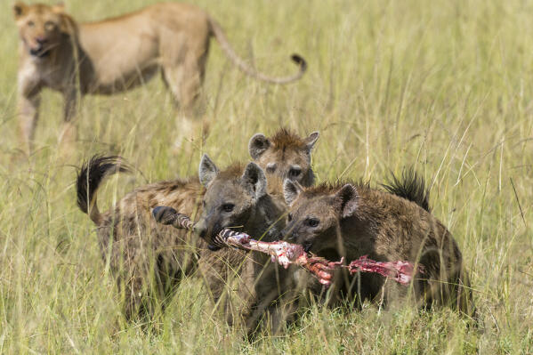 Lions , Panthera leo, and spotted hyaenas, Crocuta crocuta, Masai Mara, Kenya.