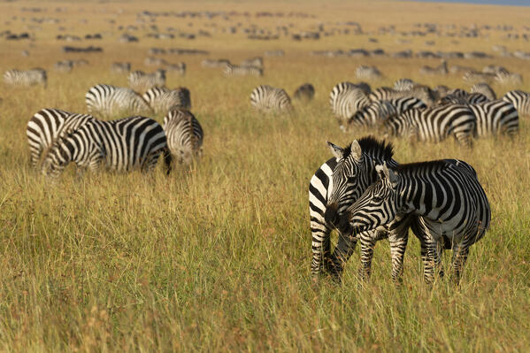 Plains zebras (Equus quagga), Masai Mara, Kenya.