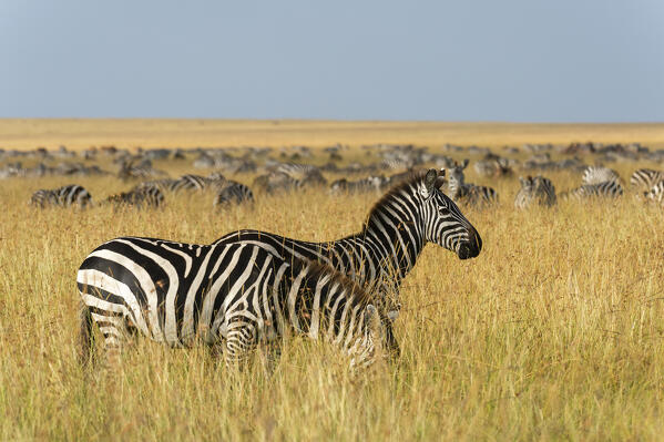 Plains zebras (Equus quagga), Masai Mara, Kenya.