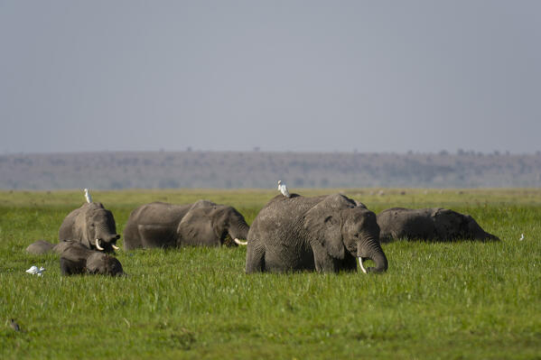 African elephants (Loxodonta africana), Amboseli National Park, Kenya.