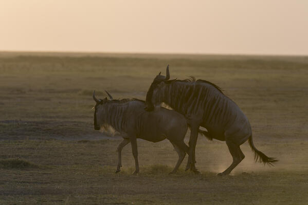 Wildebeest (Connochaetes taurinus), Amboseli National Park, Kenya.