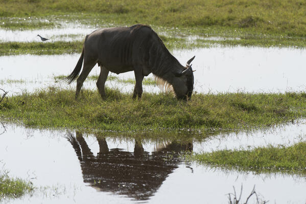 Wildebeest (Connochaetes taurinus), Amboseli National Park, Kenya.