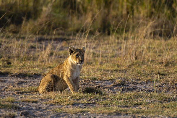 Lion (Panthera leo), Amboseli National Park, Kenya.