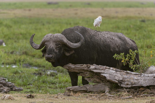 Cape buffalo (Syncerus caffer), Amboseli National Park, Kenya.