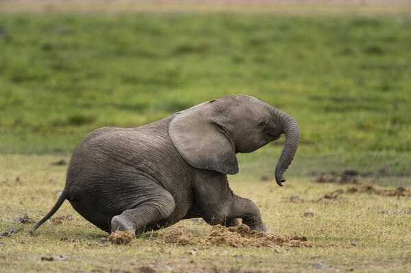 African elephant (Loxodonta africana), Amboseli National Park, Kenya.