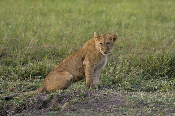 Lion, Panthera leo, Masai Mara, Kenya.