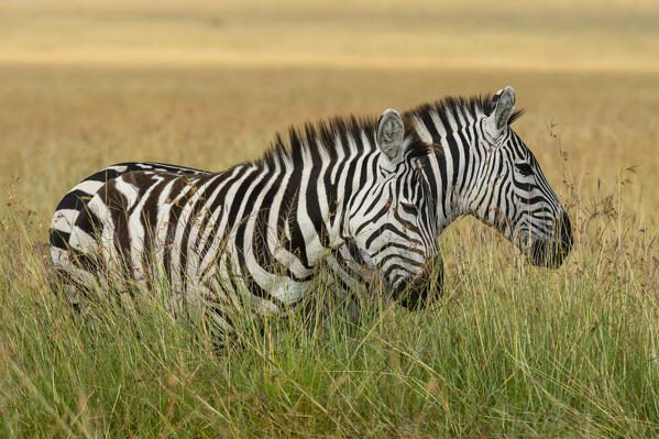Plains zebras (Equus quagga), Masai Mara, Kenya.