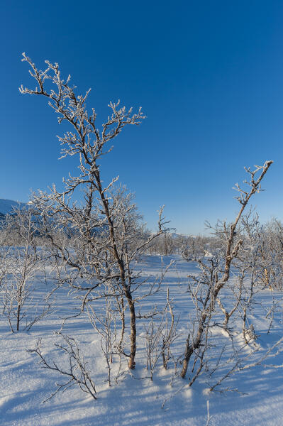 Frozen landscape near Kiruna, Sweden.