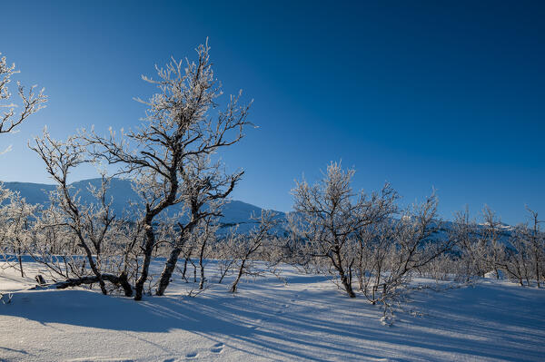 Frozen landscape near Kiruna, Sweden.