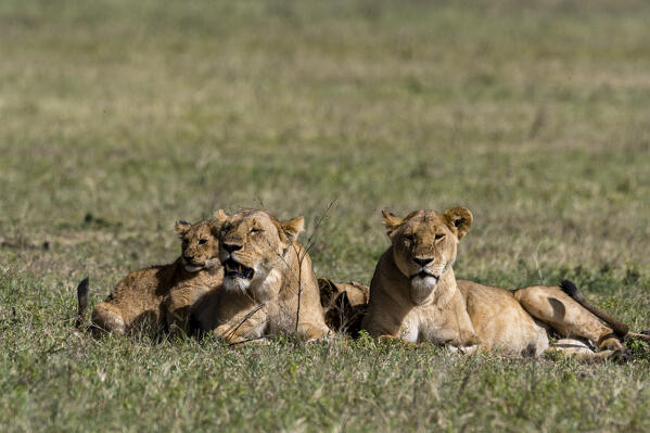 Lions (Panthera leo), Ngorongoro crater, Ngorongoro Conservation Area, Serengeti, Tanzania.