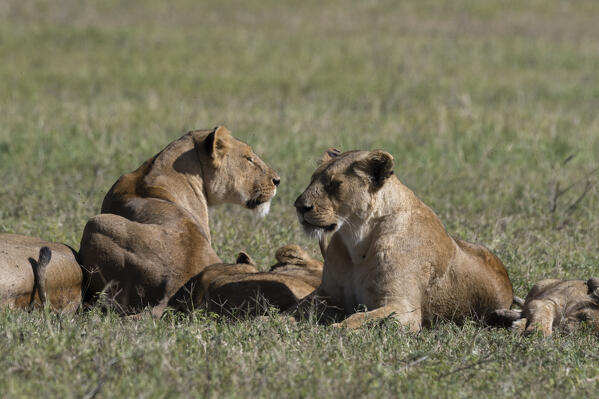 Lions (Panthera leo), Ngorongoro crater, Ngorongoro Conservation Area, Serengeti, Tanzania.