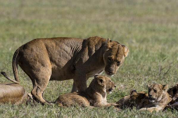 Lions (Panthera leo), Ngorongoro crater, Ngorongoro Conservation Area, Serengeti, Tanzania.