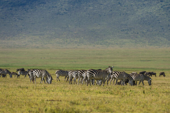 Plains zebras (Equus quagga), Ngorongoro crater, Ngorongoro Conservation Area, Serengeti, Tanzania.