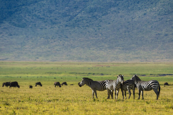 Plains zebras (Equus quagga), Ngorongoro crater, Ngorongoro Conservation Area, Serengeti, Tanzania.