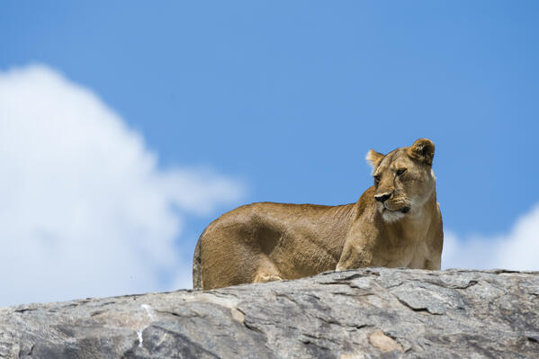A lioness (Panthera leo) on a kopje, Seronera, Serengeti National Park.
