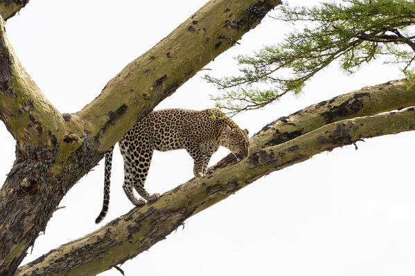 Leopard (Panthera pardus) on a tree, Seronera, Serengeti National Park, Tanzania.
