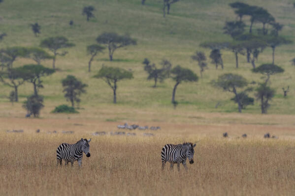 Plains zebras (Equus quagga), Seronera, Serengeti National Park, Tanzania.