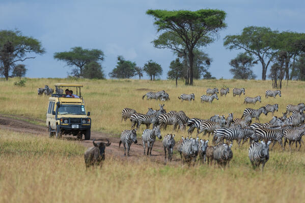 Plains zebras (Equus quagga), Seronera, Serengeti National Park, Tanzania.