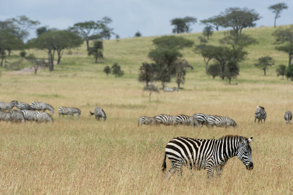 Plains zebras (Equus quagga), Seronera, Serengeti National Park, Tanzania.