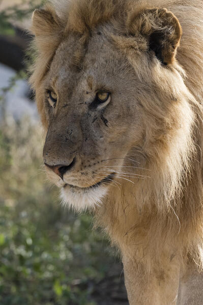 Lion (Panthera leo), Ndutu, Ngorongoro Conservation Area, Serengeti, Tanzania.