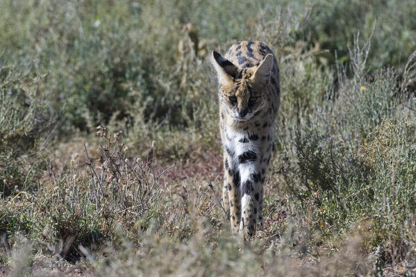 Serval (Leptailurus serval), Ndutu, Ngorongoro Conservation Area, Serengeti, Tanzania.