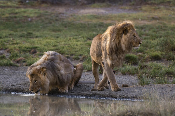 Two male lions (Panthera leo) drinking, one wounded in the head during a territorial fighting, Ndutu, Ngorongoro Conservation Area, Serengeti, Tanzania.